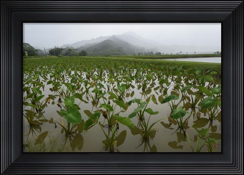 Framed Taro Field in Hanalei National Wildlife Refuge, Kauai, Hawaii Print