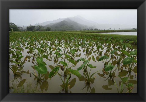 Framed Taro Field in Hanalei National Wildlife Refuge, Kauai, Hawaii Print