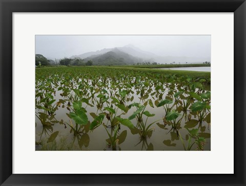 Framed Taro Field in Hanalei National Wildlife Refuge, Kauai, Hawaii Print