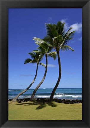 Framed Palm Trees on the Coast Of Hauula Print