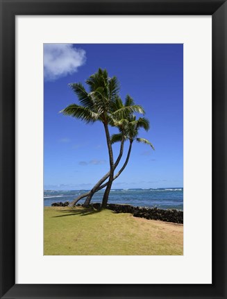 Framed Palm Trees on the Coast Of Hauula, Oahu, Hawaii Print