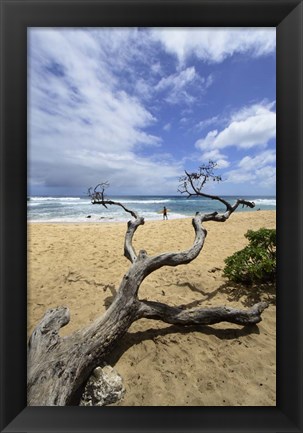 Framed Driftwood and Surfer on a Beach in Oahu, Hawaii Print