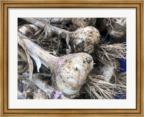 Framed Freshly Harvested Garlic Bulbs, Close-Up Print