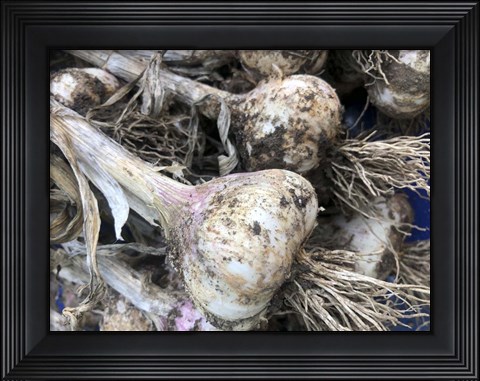 Framed Freshly Harvested Garlic Bulbs, Close-Up Print