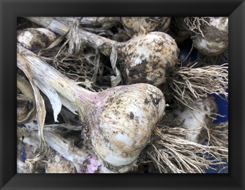 Framed Freshly Harvested Garlic Bulbs, Close-Up Print