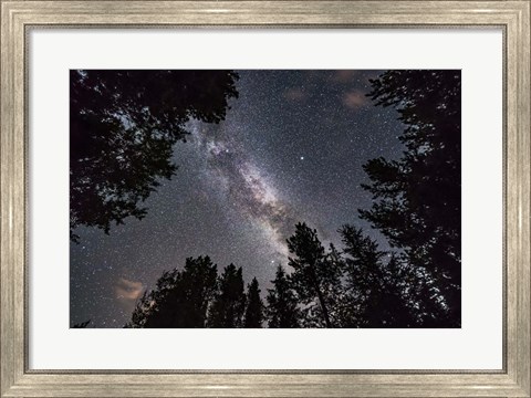 Framed Summer Milky Way Looking Up Through Trees in Banff National Park Print
