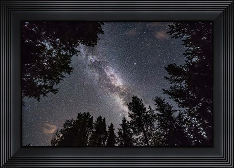 Framed Summer Milky Way Looking Up Through Trees in Banff National Park Print