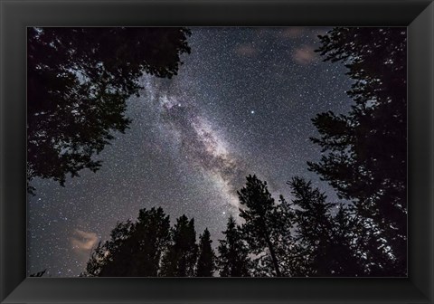 Framed Summer Milky Way Looking Up Through Trees in Banff National Park Print