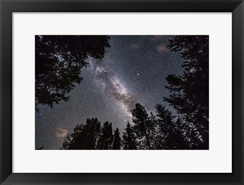 Framed Summer Milky Way Looking Up Through Trees in Banff National Park Print