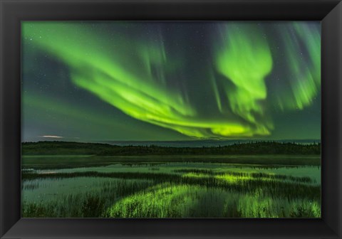 Framed Aurora Over Prosperous Lake, Near Yellowknife Print