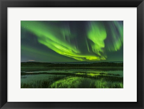 Framed Aurora Over Prosperous Lake, Near Yellowknife Print