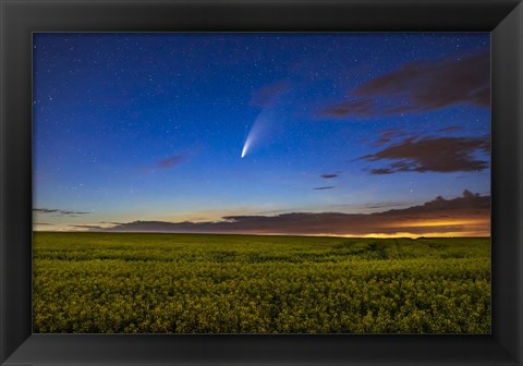 Framed Comet NEOWISE Over a Ripening Canola Field Print