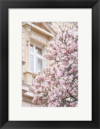 Framed Pink Spring Magnolias in Paris Print