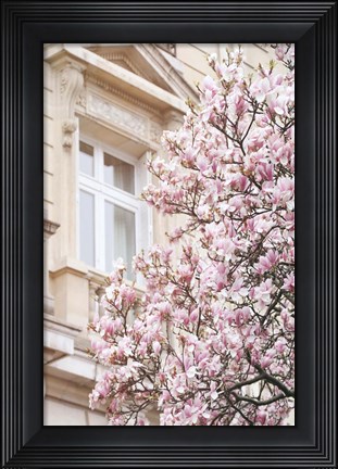 Framed Pink Spring Magnolias in Paris Print