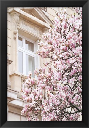 Framed Pink Spring Magnolias in Paris Print