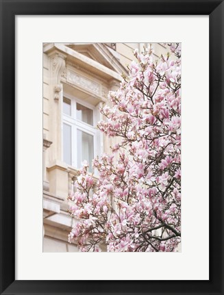 Framed Pink Spring Magnolias in Paris Print