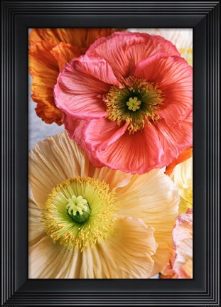 Framed Spring Poppies Print