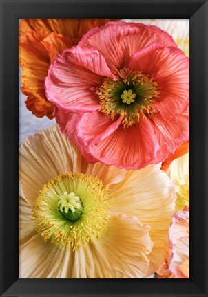 Framed Spring Poppies Print