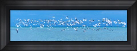 Framed Sugarlife Seabirds Print