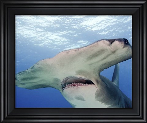 Framed Great Hammerhead Shark With Mouth Open Print