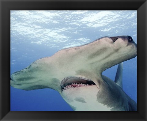 Framed Great Hammerhead Shark With Mouth Open Print