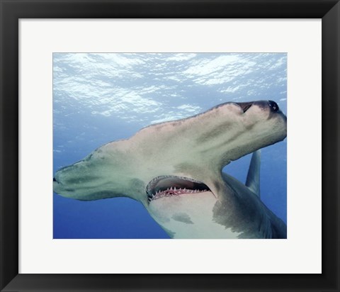 Framed Great Hammerhead Shark With Mouth Open Print