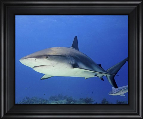 Framed Reef Shark, Tiger Beach Print