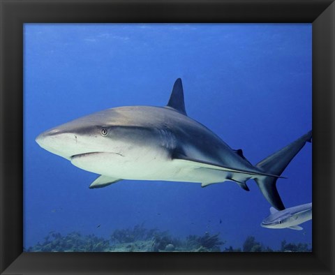 Framed Reef Shark, Tiger Beach Print