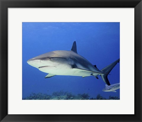 Framed Reef Shark, Tiger Beach Print