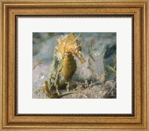 Framed Lined Seahorse in Sea Grass Print