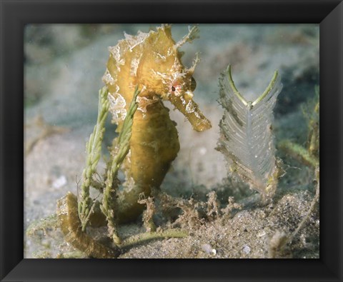 Framed Lined Seahorse in Sea Grass Print