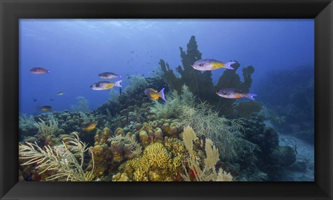 Framed Small Group Of Creole Wrasse Pass Over a Reef Print