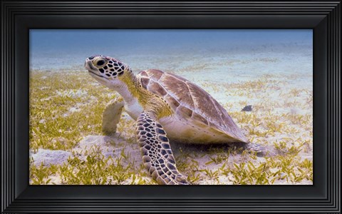 Framed Green Turtle in the Sea Grass Print