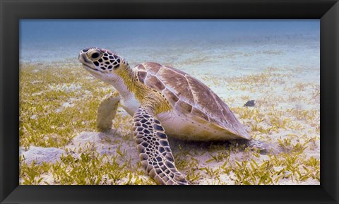 Framed Green Turtle in the Sea Grass Print