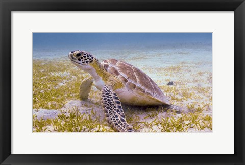 Framed Green Turtle in the Sea Grass Print