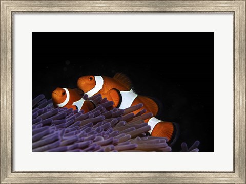 Framed Two Clownfish in Their Anemone Home Print
