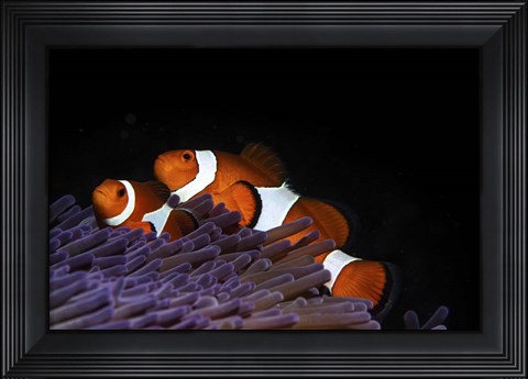 Framed Two Clownfish in Their Anemone Home Print