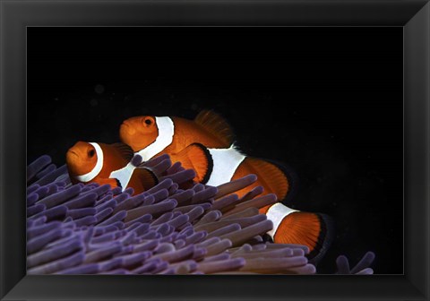 Framed Two Clownfish in Their Anemone Home Print