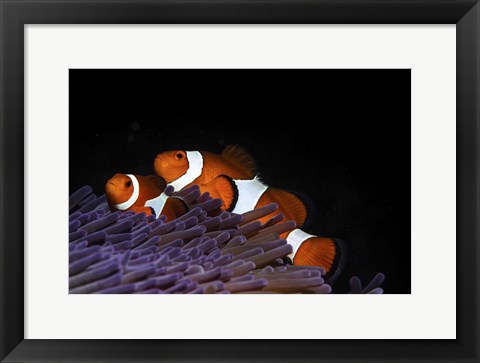 Framed Two Clownfish in Their Anemone Home Print