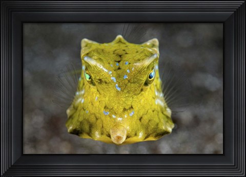 Framed Boxfish Portrait Print