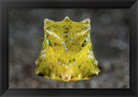 Framed Boxfish Portrait Print