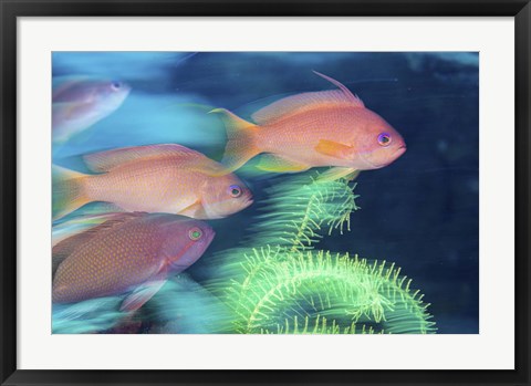Framed School Of Anthias Darts Around a Coral Reef Print
