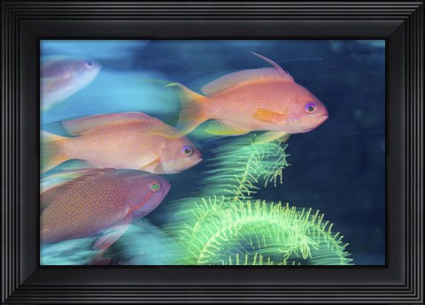 Framed School Of Anthias Darts Around a Coral Reef Print