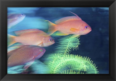 Framed School Of Anthias Darts Around a Coral Reef Print