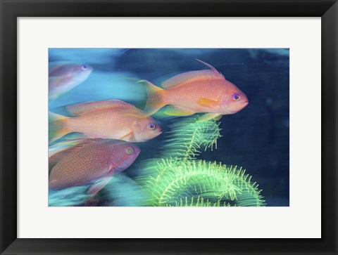 Framed School Of Anthias Darts Around a Coral Reef Print