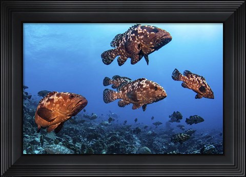Framed Marbeled Grouper Begin to Gather Together Print