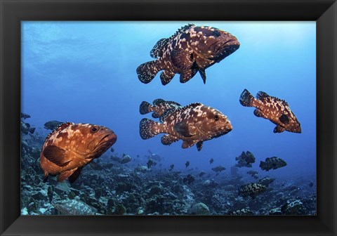 Framed Marbeled Grouper Begin to Gather Together Print