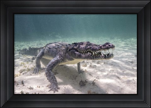 Framed Crocodile Stalking Its Prey Print