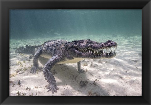 Framed Crocodile Stalking Its Prey Print