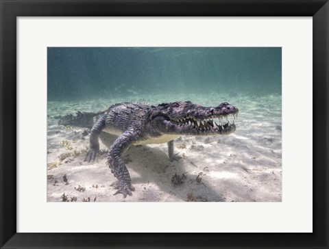 Framed Crocodile Stalking Its Prey Print